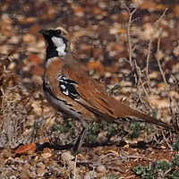 Cinnamon Quail-thrush